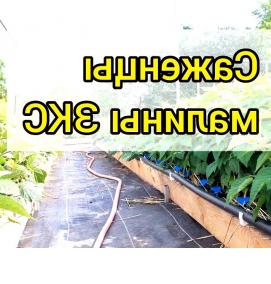 саженцы малины зкс - тип 4