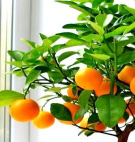 саженцы мандарина комнатного лимона - тип 1