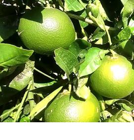 саженцы мандаринов лимонов - модель 3