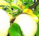 саженец корейской  пихты  Волгоград