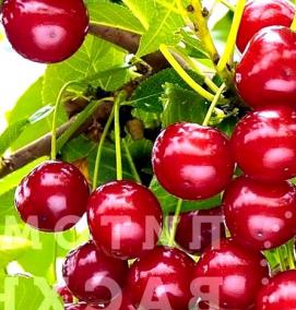 саженцы низкорослой вишни - вариант 4