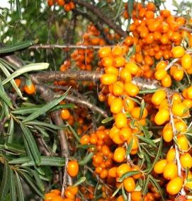 саженцы облепихи питомник - модель 1