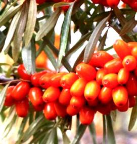 саженцы облепихи питомник - модель 3