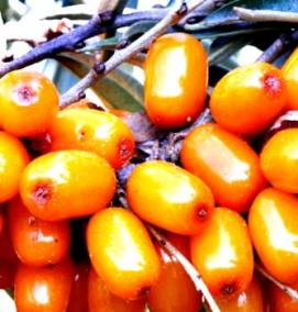 саженцы облепихи питомник - модель 2