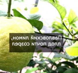 саженцы павловских лимонов - модель 3