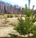 саженцы яблони на подвое Самара