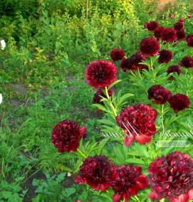 саженцы пиона тонколистного - тип 1