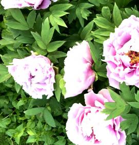 саженцы пиона тонколистного - тип 4