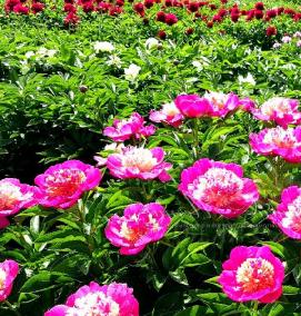 саженцы пиона тонколистного - тип 3