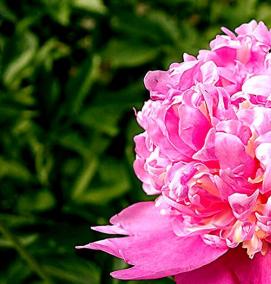 саженцы пиона тонколистного - тип 2