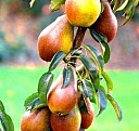 саженцы черники питомник Ростов-на-Дону