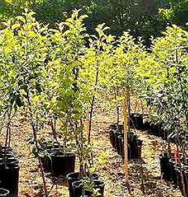 саженцы плодовых культур - модель 1