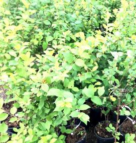 саженцы плодовых культур - модель 3