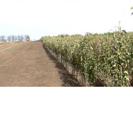 саженцы плодовых культур - модель 2