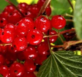 саженцы рябины красной - вариант 1