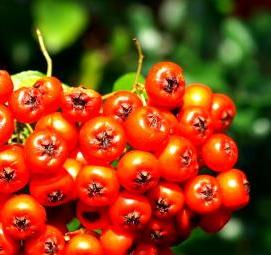 саженцы рябины красной - вариант 4