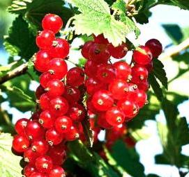 саженцы рябины красной - вариант 3