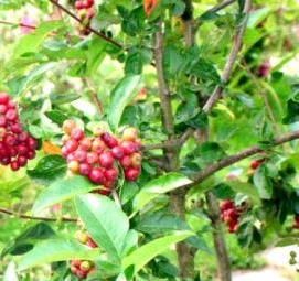 саженцы рябины красной - вариант 2