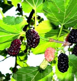 саженцы шелковицы - модель 4