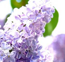 саженцы сирени - модель 1