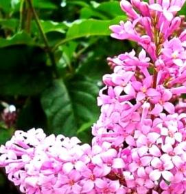 саженцы сирени венгерской - тип 1