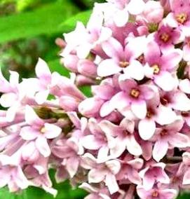 саженцы сирени венгерской - тип 3