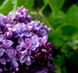 саженцы сортовой сирени - вариант 1