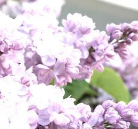 саженцы сортовой сирени - вариант 4