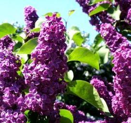 саженцы сортовой сирени - вариант 3