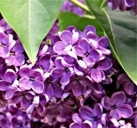 саженцы сортовой сирени - вариант 2