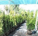 саженцы малины открытая корневая система Новый Уренгой