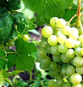 саженцы винограда дубовский - тип 1