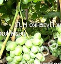 саженец бересклета европейского  Нижний Новгород