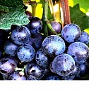 саженцы многолетних кустарников Самара