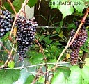 саженцы актинидии аргута  Ульяновск
