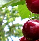 саженцы вишни Нижний Новгород