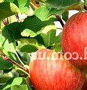 саженцы скороплодного грецкого ореха Красноярск