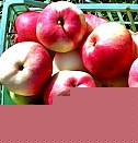 саженцы раннего винограда Казань
