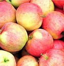 саженцы крупной 
смородины  Ижевск