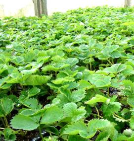 саженцы земляники садовой - тип 1