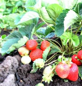 саженцы земляники садовой - тип 4