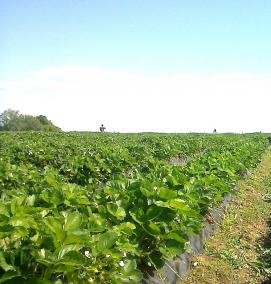 саженцы земляники садовой - тип 3