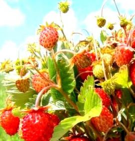 саженцы земляники садовой - тип 2