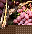 саженцы крупного грецкого ореха Ижевск