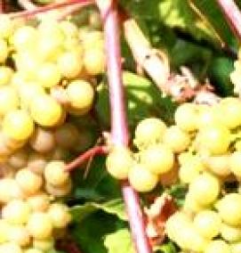 саженцы зимостойкий виноград - вариант 2