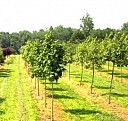 саженцы голубика Красноярск