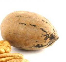 саженец ореха пекан - тип 1