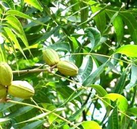 саженец ореха пекан - тип 3