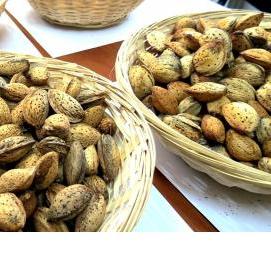 саженец ореха пекан - тип 2