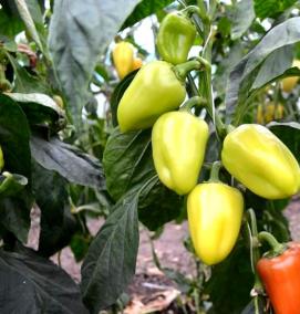 семена перца - вариант 1